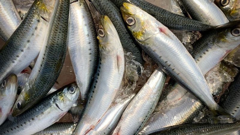 Afrique du Sud/L’herpèsvirus de la sardine détectés chez des poissons