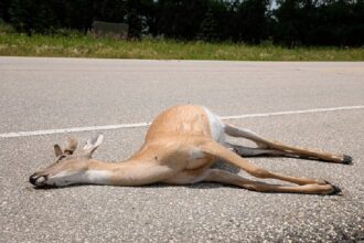 RDC / à Oicha, les éleveurs appelés à la vigilance face aux animaux morts