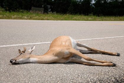 RDC / à Oicha, les éleveurs appelés à la vigilance face aux animaux morts
