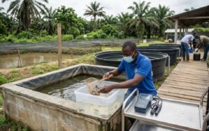 Elevage / Le Congo bénéficie d’un financement de plus de 33 milliards de F CFA pour développer l’aviculture et l’aquaculture