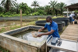 aviculture et aquaculture au Congo