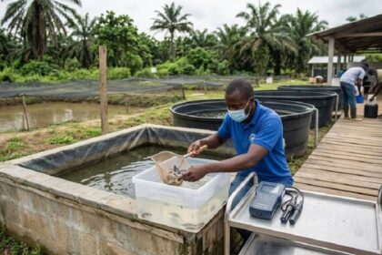 aviculture et aquaculture au Congo