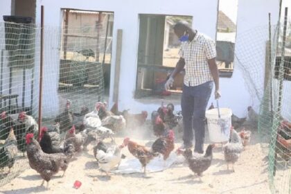 Zimbabwe / des éleveurs accusés d’utiliser des traitements contre le VIH pour accélérer la croissance des volailles
