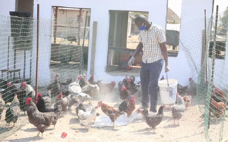Zimbabwe / des éleveurs accusés d’utiliser des traitements contre le VIH pour accélérer la croissance des volailles