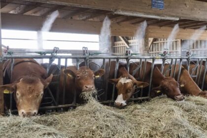 Suisse / des solutions innovantes pour protéger les vaches contre la canicule