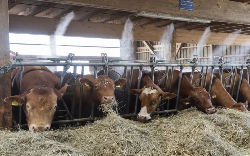 Suisse / des solutions innovantes pour protéger les vaches contre la canicule