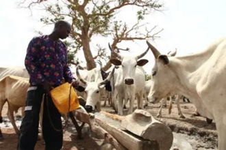 développement du bétail Nigeria