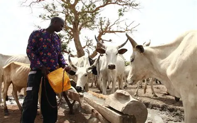 développement du bétail Nigeria