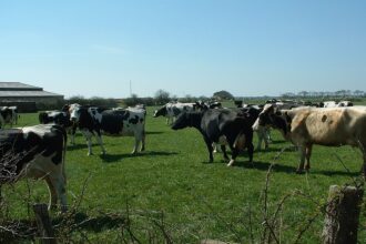 France / face aux effets du changement climatique des chercheurs appellent à planifier la fermeture des élevages intensifs