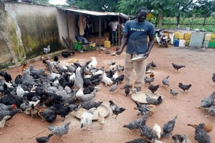Bénin / la mise sur SoDeFA la production locale pour dynamiser la filière avicole