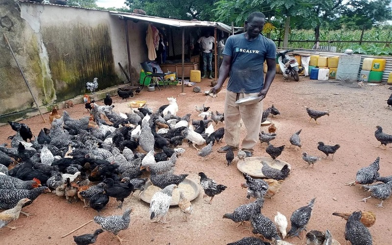 Bénin / la mise sur SoDeFA la production locale pour dynamiser la filière avicole
