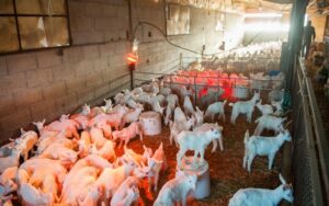 France / la filière des chevreaux légers fragilisée par la hausse des coûts