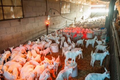 France / la filière des chevreaux légers fragilisée par la hausse des coûts