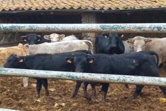 Espagne / les éleveurs bovins dénoncent la baisse du prix des veaux