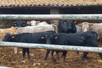 Espagne / les éleveurs bovins dénoncent la baisse du prix des veaux