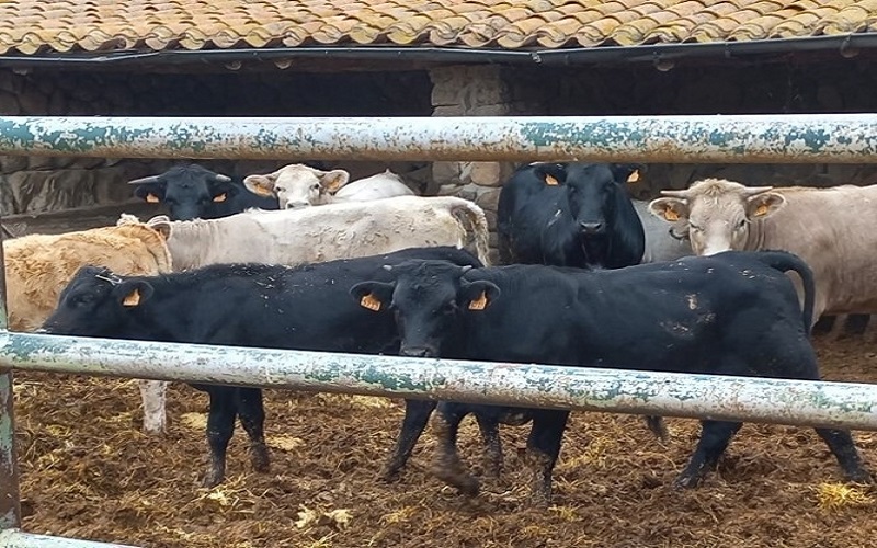 Espagne / les éleveurs bovins dénoncent la baisse du prix des veaux