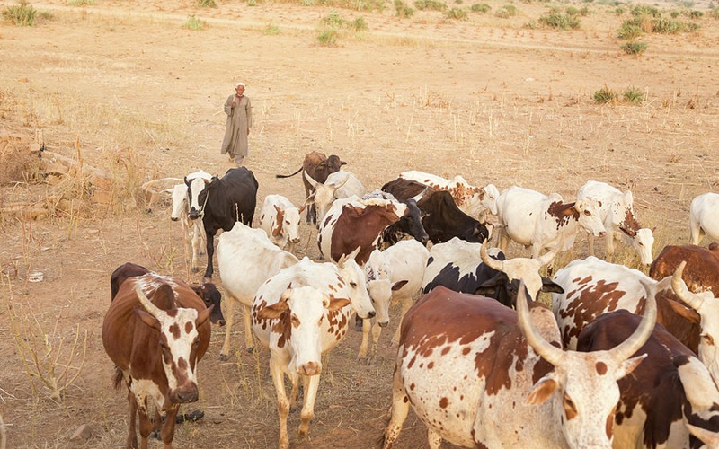 soudure pastorale Niger