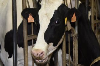 France / un premier cas du virus Shamonda européen détecté chez des bovins en Aveyron