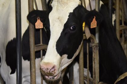 France / un premier cas du virus Shamonda européen détecté chez des bovins en Aveyron