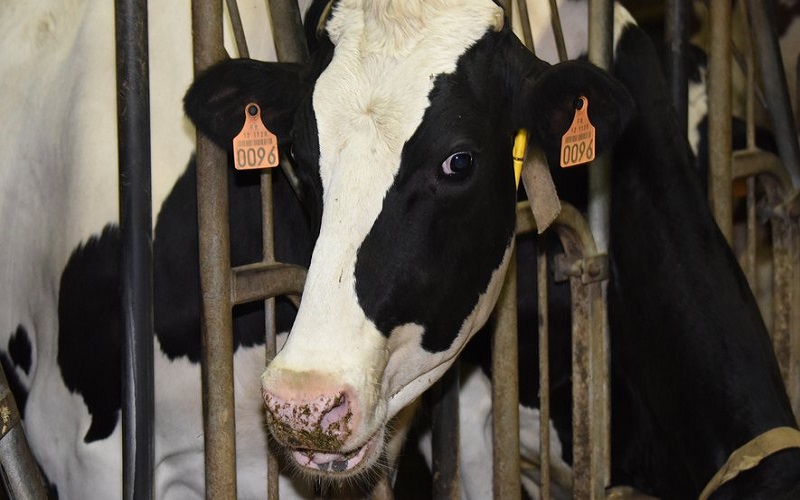 France / un premier cas du virus Shamonda européen détecté chez des bovins en Aveyron