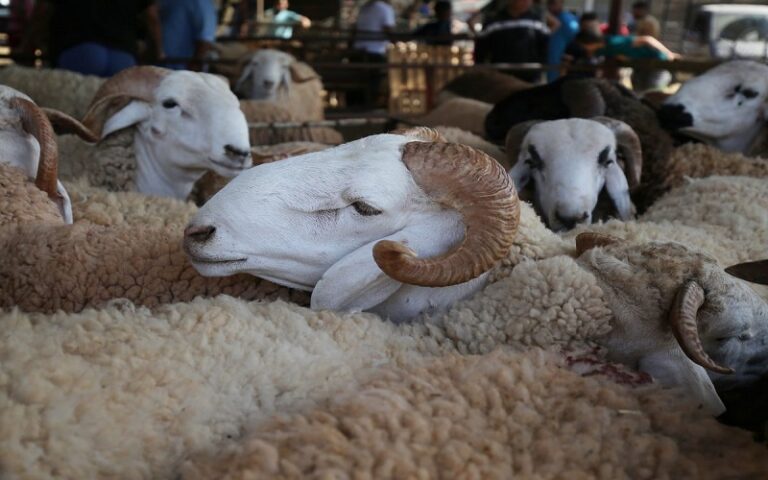Sénégal / à Thiès, un éleveur perd plus de 50 moutons