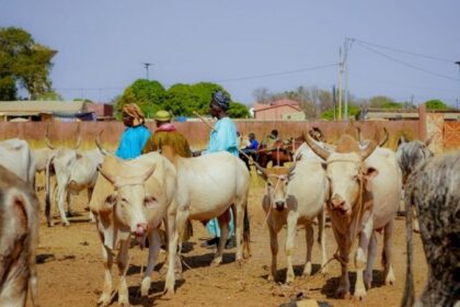 Des pays africains ont décidé d’intensifier leurs efforts pour transformer la production animale, lors d’une table ronde qui s’est tenue le jeudi 3 août 2026 au Rwanda