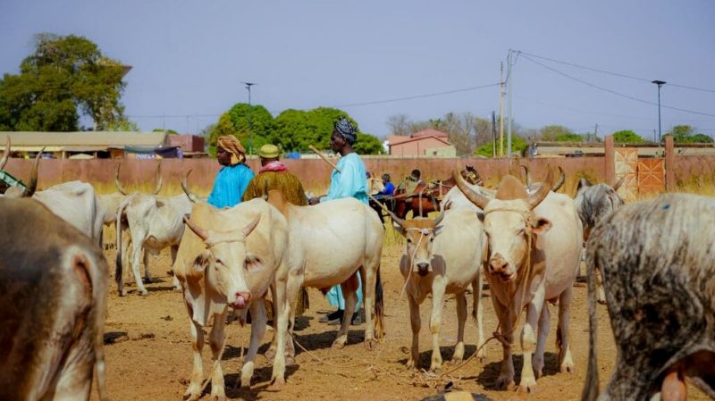 Des pays africains ont décidé d’intensifier leurs efforts pour transformer la production animale, lors d’une table ronde qui s’est tenue le jeudi 3 août 2026 au Rwanda