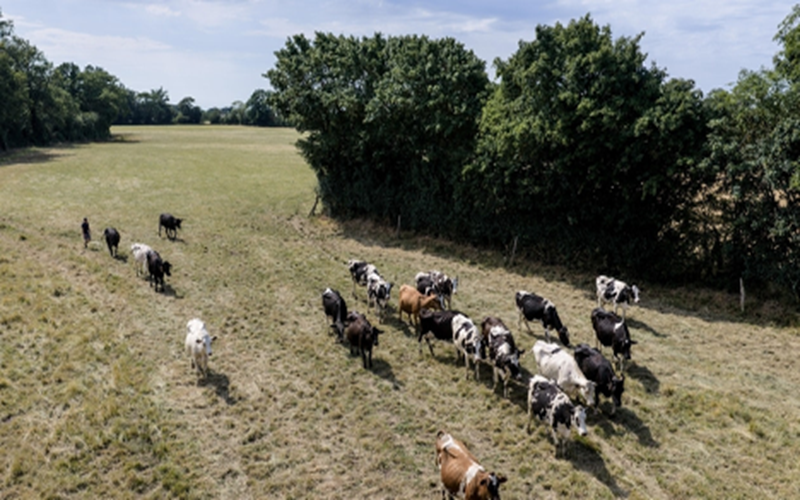 Campagne pastorale 2026-2027 / Les déficits fourragers gagnent du terrain