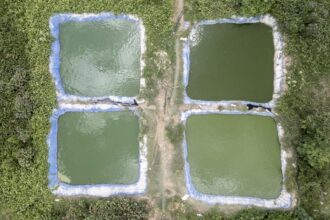 Sénégal / la pisciculture intégrée aux rizières pour lutter contre la bilharziose