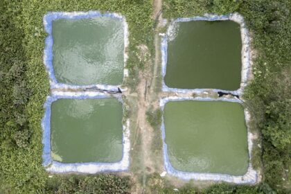 Sénégal / la pisciculture intégrée aux rizières pour lutter contre la bilharziose