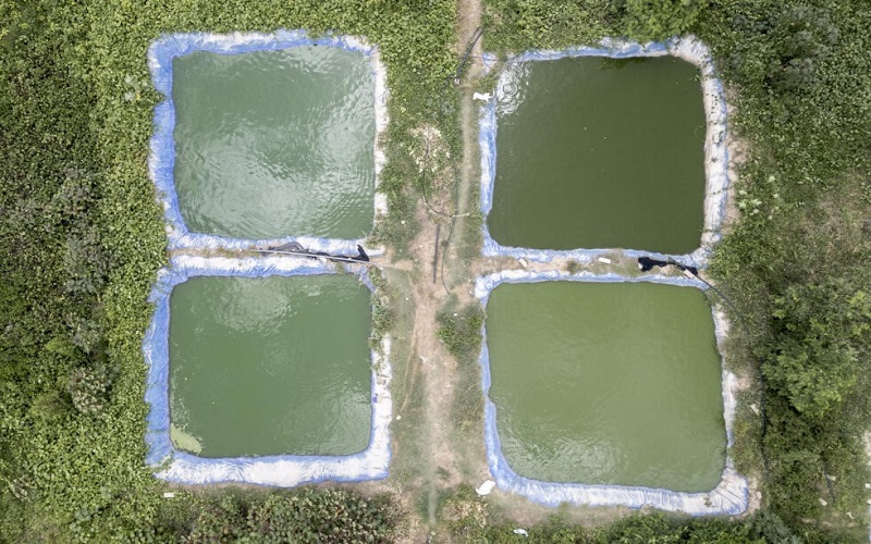 Sénégal / la pisciculture intégrée aux rizières pour lutter contre la bilharziose
