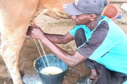 Pénurie de lait au Kenya : Les consommateurs réclament un plan de relance