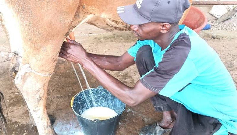 Pénurie de lait au Kenya : Les consommateurs réclament un plan de relance