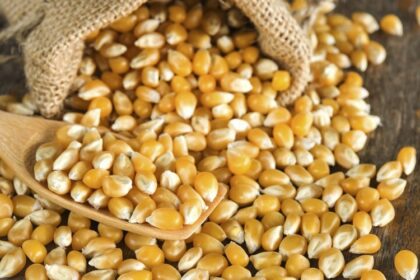 Maroc / le maïs sous tension, un risque pour l’alimentation animale