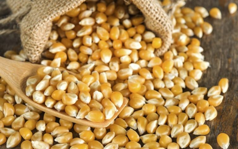 Maroc / le maïs sous tension, un risque pour l’alimentation animale