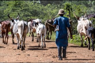 Climat et élevage / les conditions des producteurs déterminent leur vulnérabilité au Bénin, au Togo et en Côte d’Ivoire