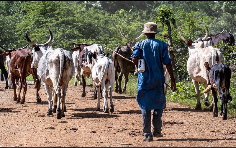 Climat et élevage / les conditions des producteurs déterminent leur vulnérabilité au Bénin, au Togo et en Côte d’Ivoire