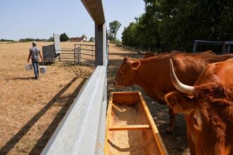 France / les éleveurs fragilisés par un été exceptionnellement difficile