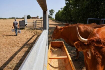 France / les éleveurs fragilisés par un été exceptionnellement difficile