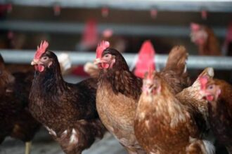 Les autorités américaines ont autorisé l’entreprise Eco Animal Health à effectuer ses essais cliniques du vaccin aviaire ECOVAXXIN MS.