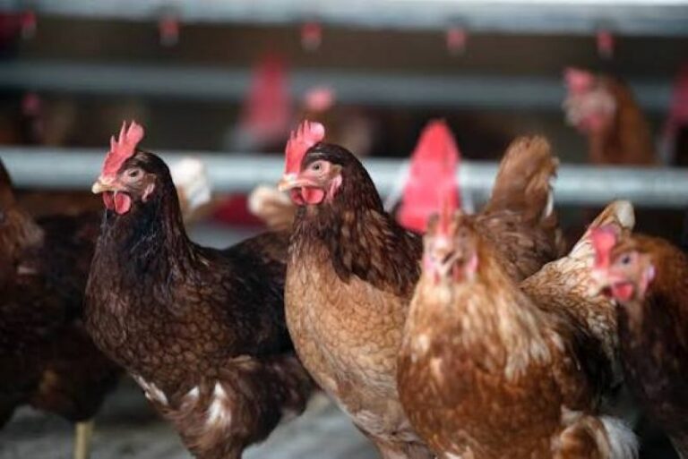 Etats-Unis/Eco Animal Health autorisée à effectuer les essais cliniques de son vaccin ECOVAXXIN MS chez la volaille