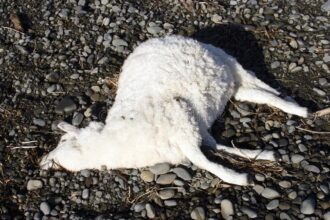 Sénégal / à Thiès, un éleveur perd plus de 50 moutons