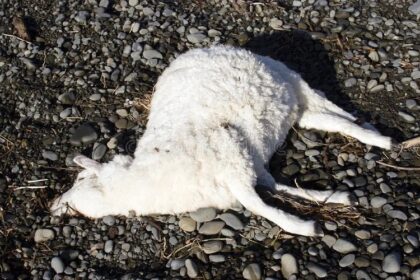 Sénégal / à Thiès, un éleveur perd plus de 50 moutons