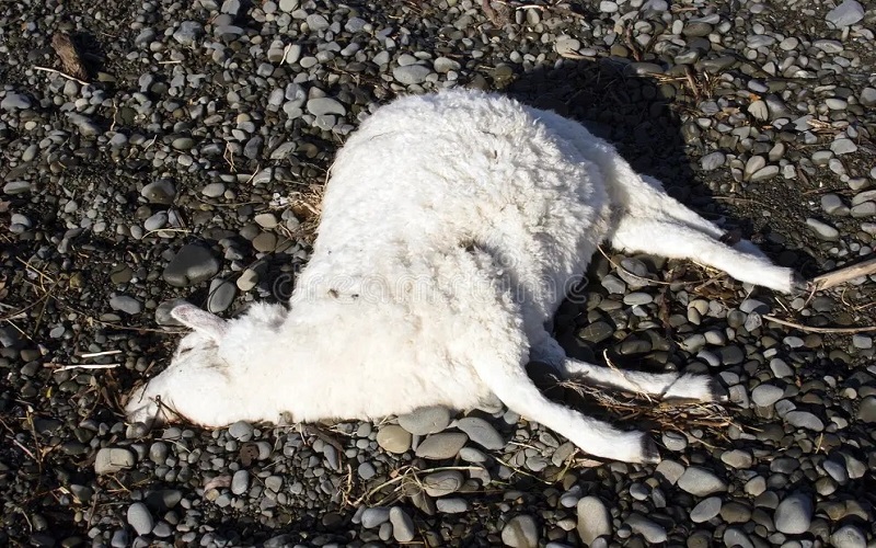 Sénégal / à Thiès, un éleveur perd plus de 50 moutons