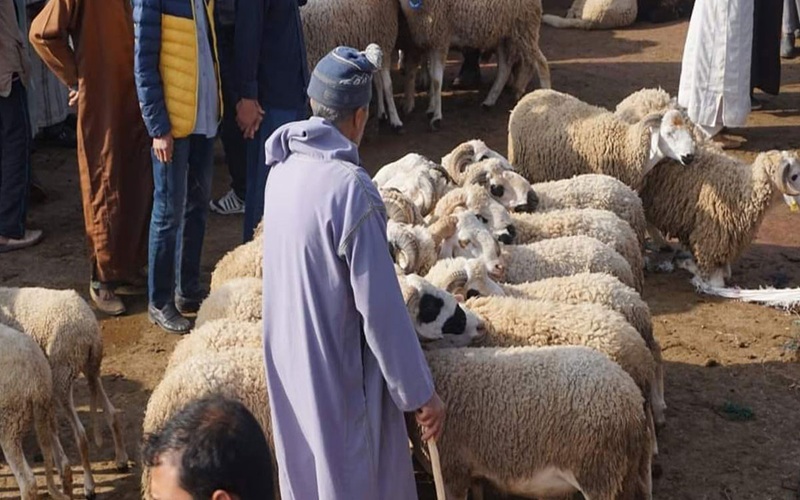 bétail au Maroc