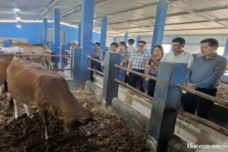 Vietnam / des modèles d’élevage mis en avant pour renforcer le lien entre production et consommation
