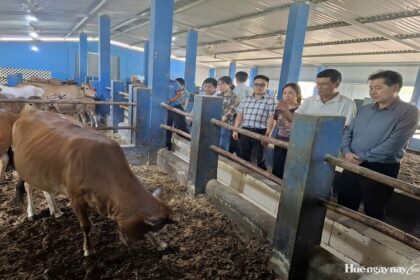 Vietnam / des modèles d’élevage mis en avant pour renforcer le lien entre production et consommation