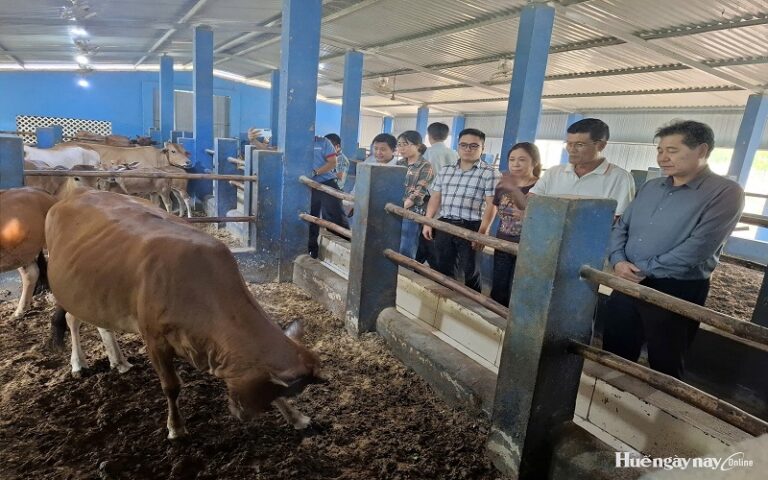 Vietnam / des modèles d’élevage mis en avant pour renforcer le lien entre production et consommation