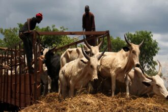 élevage du Nigeria