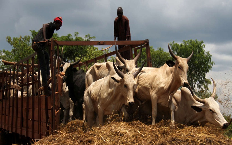élevage du Nigeria